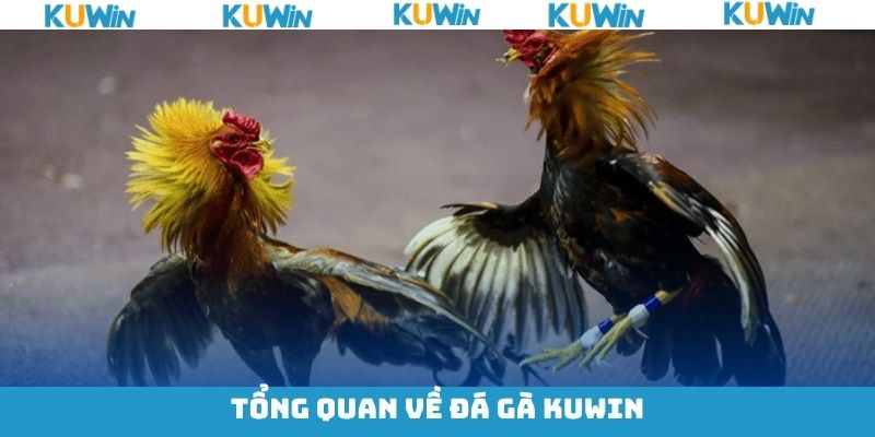 Tìm hiểu về bộ môn chọi gà KUwin