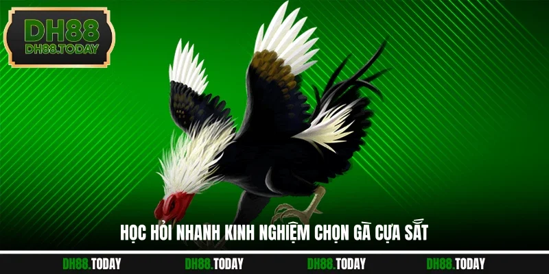 Học hỏi nhanh kinh nghiệm chọn gà cựa sắt