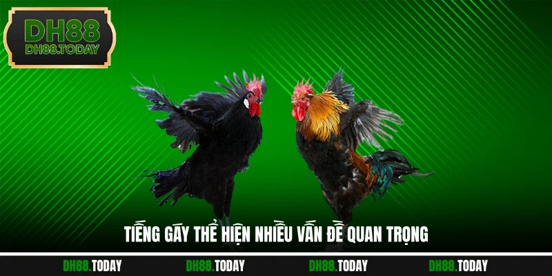 Tiếng gáy thể hiện nhiều vấn đề quan trọng
